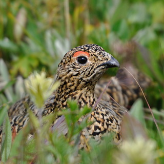 Jasper NP - Tonquin Valley - Willow Grouse